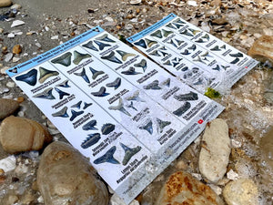 BassRackOutdoors & HoppeHunting Maryland Miocene Shark Tooth ID Sheet Combo Pack. 100% Waterproof , UV Proof, Sand Proof, Mud/Clay Proof...Combo Pack Includes (1) 8 x 5 Mini Field Use ID Sheet and (1) 11.5 x 7.5 Large ID Sheet For Home Or Field Use!