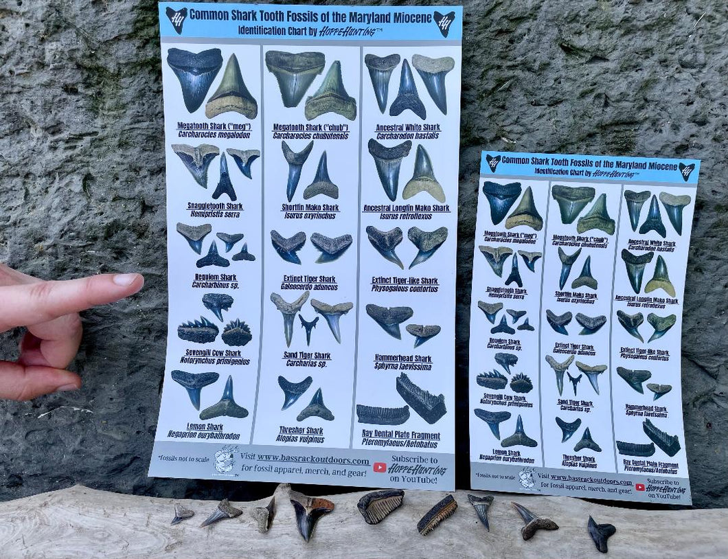BassRackOutdoors & HoppeHunting Maryland Miocene Shark Tooth ID Sheet Combo Pack. 100% Waterproof , UV Proof, Sand Proof, Mud/Clay Proof...Combo Pack Includes (1) 8 x 5 Mini Field Use ID Sheet and (1) 11.5 x 7.5 Large ID Sheet For Home Or Field Use!