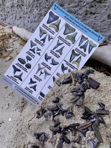BassRackOutdoors & HoppeHunting Maryland Miocene Shark Tooth 11.5 x 7.5 Large ID Sheet For Home And/Or Field Use! 100% Waterproof , UV Proof, Sand Proof, Mud/Clay Proof