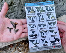 BassRackOutdoors & HoppeHunting Maryland Miocene Shark Tooth 8 x 5  Field ID Sheet. 100% Waterproof , UV Proof, Sand Proof, Mud/Clay Proof...Literally Built High End To Stand The Test Of Time Just Like The Teeth Waiting On YOU To Find Them!