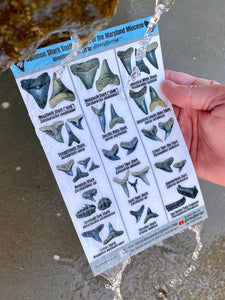 BassRackOutdoors & HoppeHunting Maryland Miocene Shark Tooth 8 x 5  Field ID Sheet. 100% Waterproof , UV Proof, Sand Proof, Mud/Clay Proof...Literally Built High End To Stand The Test Of Time Just Like The Teeth Waiting On YOU To Find Them!